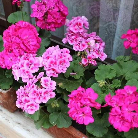 Bed & Breakfast La Mandragola San Gimignano