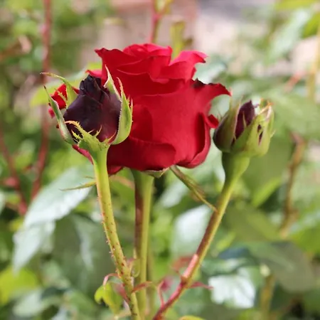 La Mandragola
